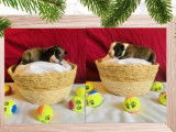 À réserver : 11 chiots American Staffordshire Terriers (LOF)