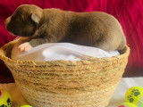 À réserver : 11 chiots American Staffordshire Terriers (LOF)