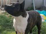 À réserver : 11 chiots American Staffordshire Terriers (LOF)