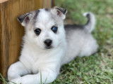 Adorables chiots pomsky F4