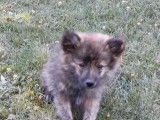 Femelle Spitz nain Nouveau Prix