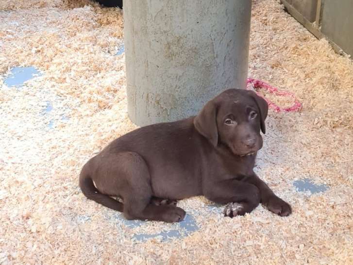 1 chiot Labrador mâle chocolat LOF d’avril 2022 à vendre