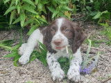 Chiots English Springer Spaniel LOF à vendre