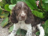 Chiots English Springer Spaniel LOF à vendre