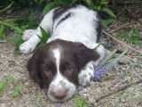 Chiots English Springer Spaniel LOF à vendre