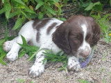 Chiots English Springer Spaniel LOF à vendre