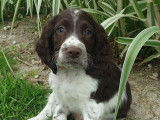 Chiots English Springer Spaniel LOF à vendre