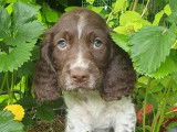 Chiots English Springer Spaniel LOF à vendre