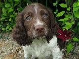 Chiots English Springer Spaniel LOF à vendre