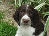 Chiots English Springer Spaniel LOF à vendre