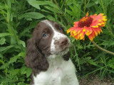 Chiots English Springer Spaniel LOF à vendre