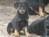 Chiots Beaucerons noir et feu LOF &agrave; vendre