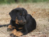 Chiots Beaucerons noir et feu LOF &agrave; vendre