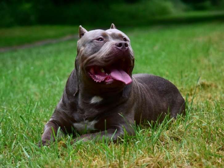 Marley, American Bully XL disponible pour saillie