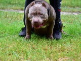 Marley, American Bully XL disponible pour saillie