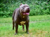 Marley, American Bully XL disponible pour saillie