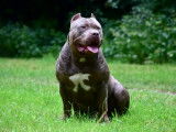 Marley, American Bully XL disponible pour saillie