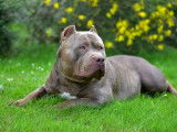 Marley, American Bully XL disponible pour saillie