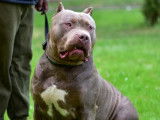 Marley, American Bully XL disponible pour saillie