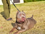 Marley, American Bully XL disponible pour saillie