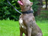 Marley, American Bully XL disponible pour saillie