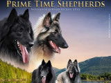 Prime Time Shepherds 2022 Litter