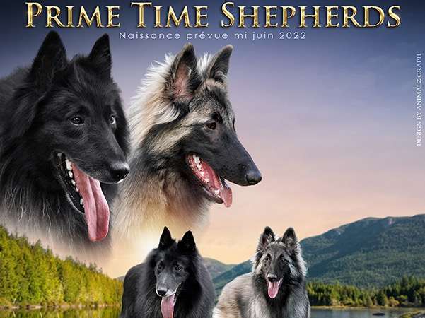 Prime Time Shepherds 2022 Litter