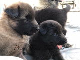 Prime Time Shepherds Groenendael & Tervueren Puppies