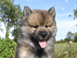 Chiot Eurasier LOF