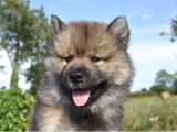 Chiot Eurasier LOF