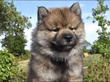 Chiot Eurasier LOF