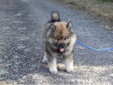 Chiot Eurasier LOF