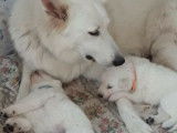 Portée de chiots Berger Blanc Suisse à naitre