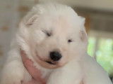 Portée de chiots Berger Blanc Suisse à naitre