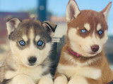 Chiots de type Husky Sibérien à vendre (5 femelles & 5 mâles)