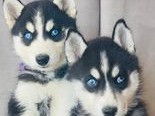 Chiots de type Husky Sibérien à vendre (5 femelles & 5 mâles)