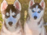 Chiots de type Husky Sibérien à vendre (5 femelles & 5 mâles)
