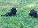 Magnifiques chiots Briards à vendre