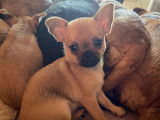 Chiots de type Chihuahua à vendre (2 femelles)