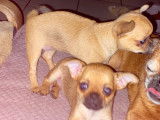 Chiots de type Chihuahua à vendre (2 femelles)