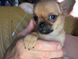 Chiots de type Chihuahua à vendre (2 femelles)