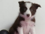 Chiots Border Collie à vendre