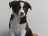 Chiots Border Collie à vendre