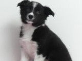 Chiots Border Collie à vendre