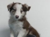 Chiots Border Collie à vendre