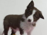 Chiots Border Collie à vendre