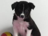 Chiots Border Collie à vendre