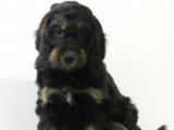 Chiots Cockapoo (Cocker croisés Caniche) à vendre