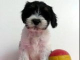 Terrier Tibétain à vendre