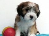 Terrier Tibétain à vendre